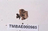 藏品(小岩月苔)的圖片